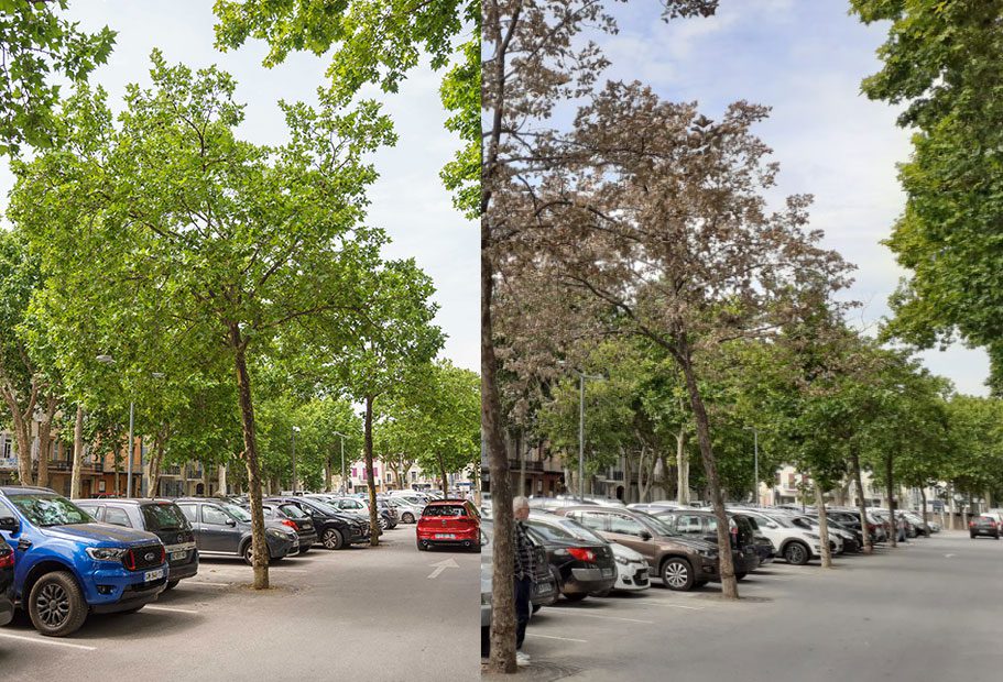 Acte malveillant sur les arbres du parking Azémar