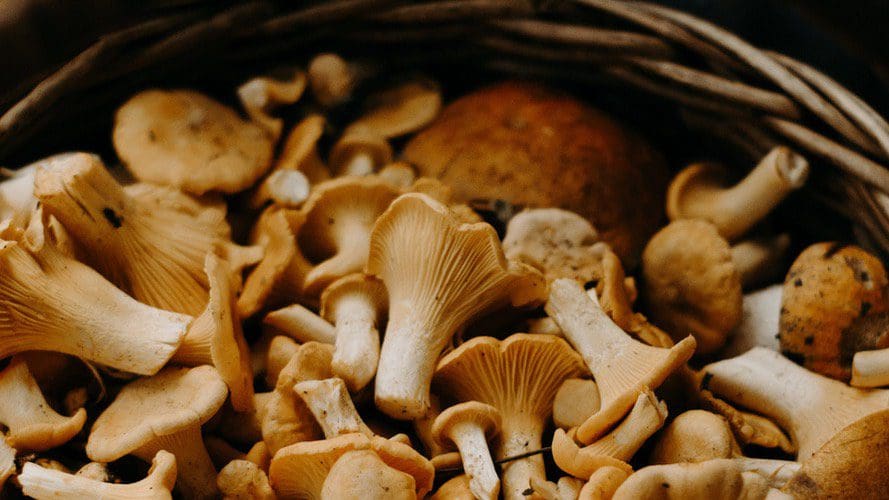 prevention-champignons-region-sud-nov-2024